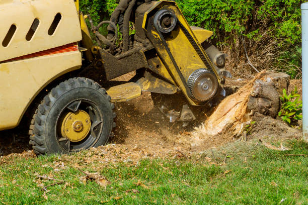 Best Tree Trimming and Pruning  in Blacksburg, VA