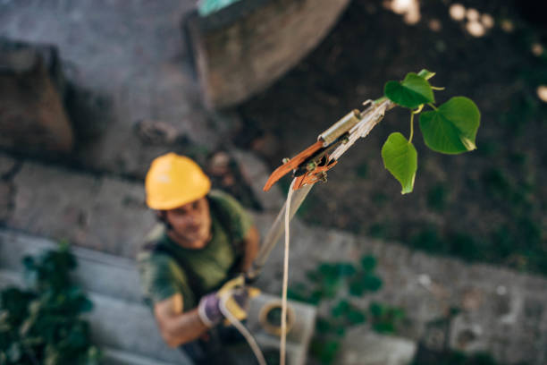 Best Root Management and Removal  in Blacksburg, VA