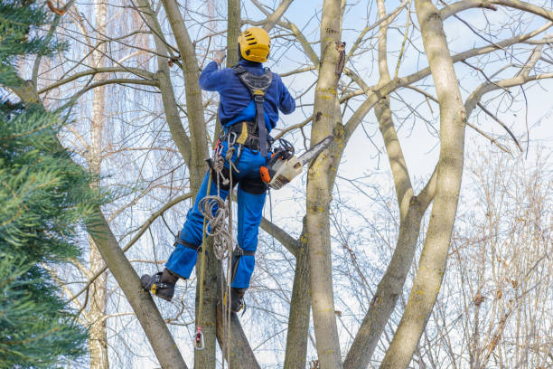 Best Tree Removal  in Blacksburg, VA