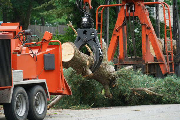 Best Tree Maintenance Programs  in Blacksburg, VA