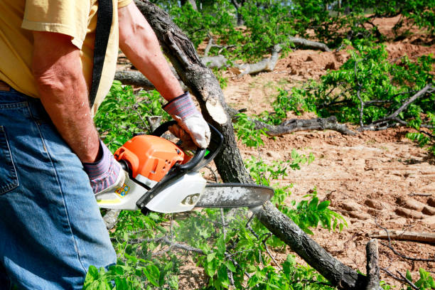 Reliable Blacksburg, VA Tree Care Services Solutions